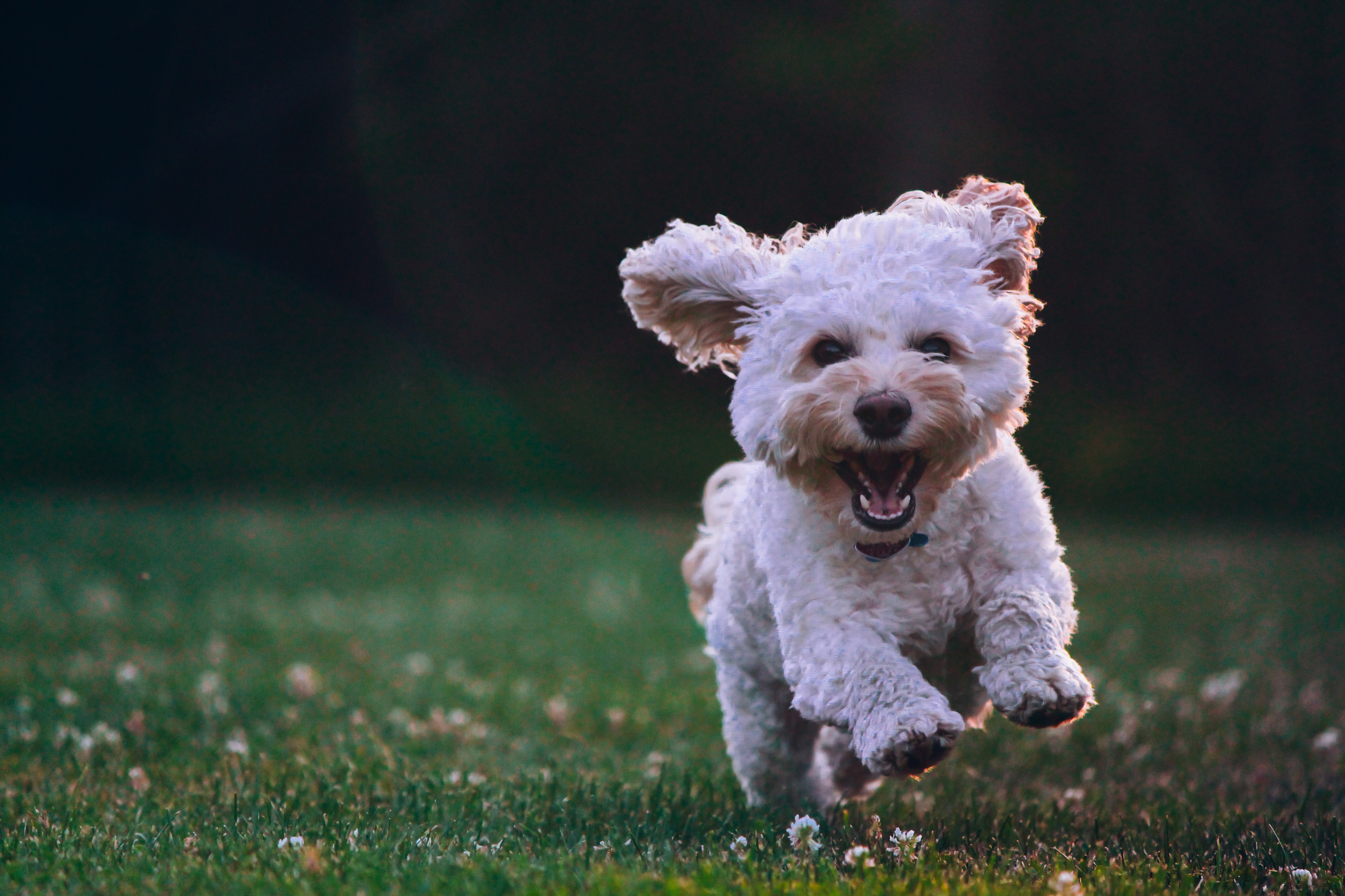 A white dog runs through the grass